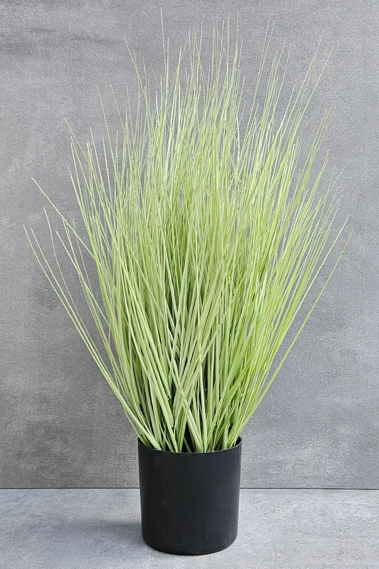Festuca Gras Imitat im Topf – 58cm hoch, pflegeleicht & dekorativ