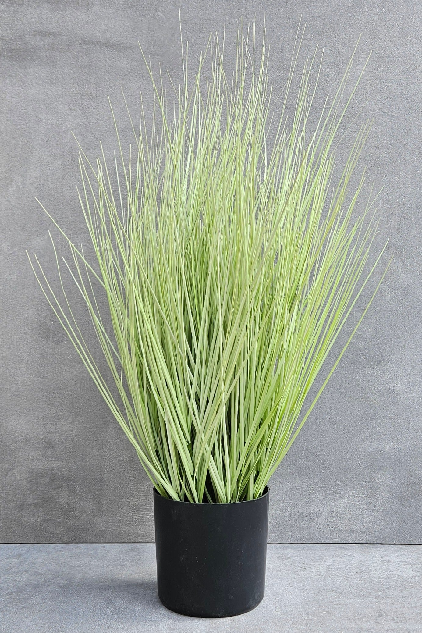 Festuca Gras Imitat im Topf – 58cm hoch, pflegeleicht & dekorativ